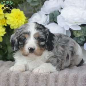 Flame, Cavapoo Puppy